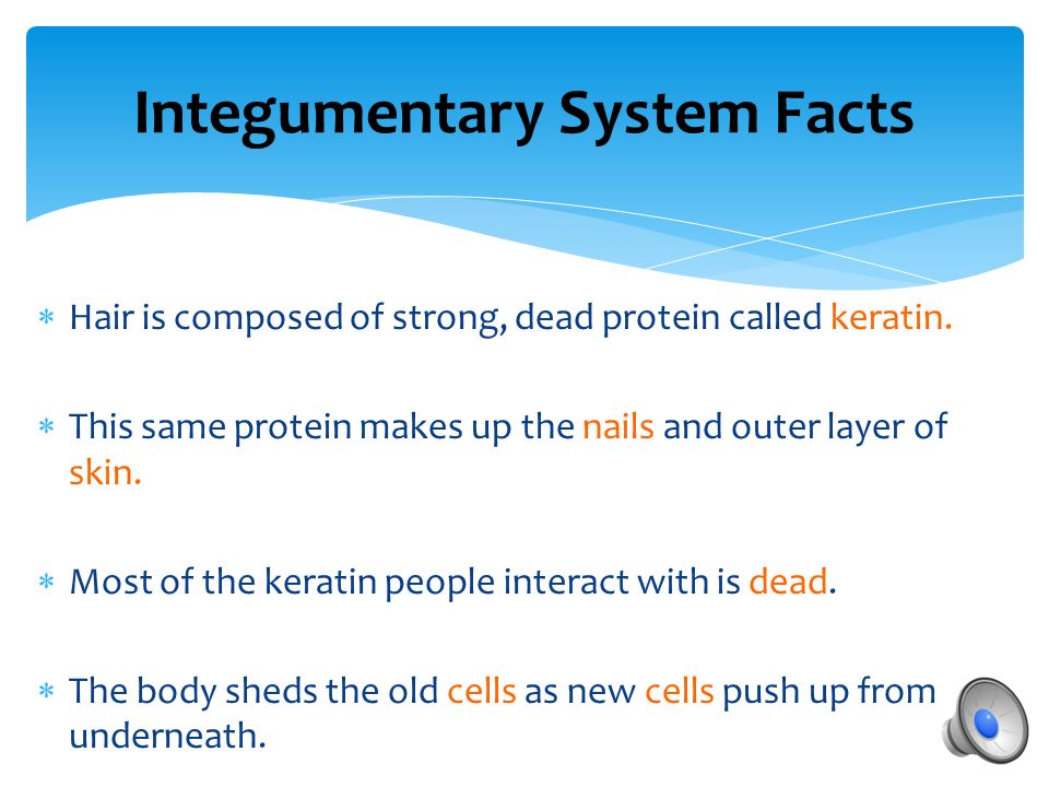 Integumentary System  Functions include:  Protects against sunburns from UV rays  Stores fat for fuel and insulation  Sensory organ with receptors for touch, pressure, pain, heat, and cold
