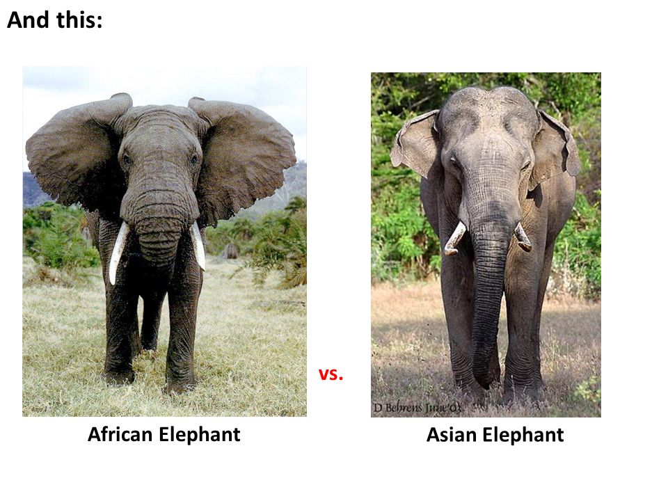 African Elephant Asian Elephant vs. And this: