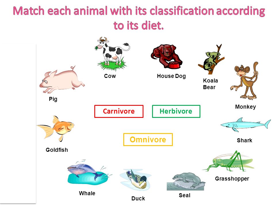 3ro. Science. Classification Of Animals: Omnivores Class#16 - Lessons -  Blendspace