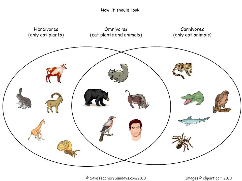 What do you thing these animals like to eat?. - ppt download