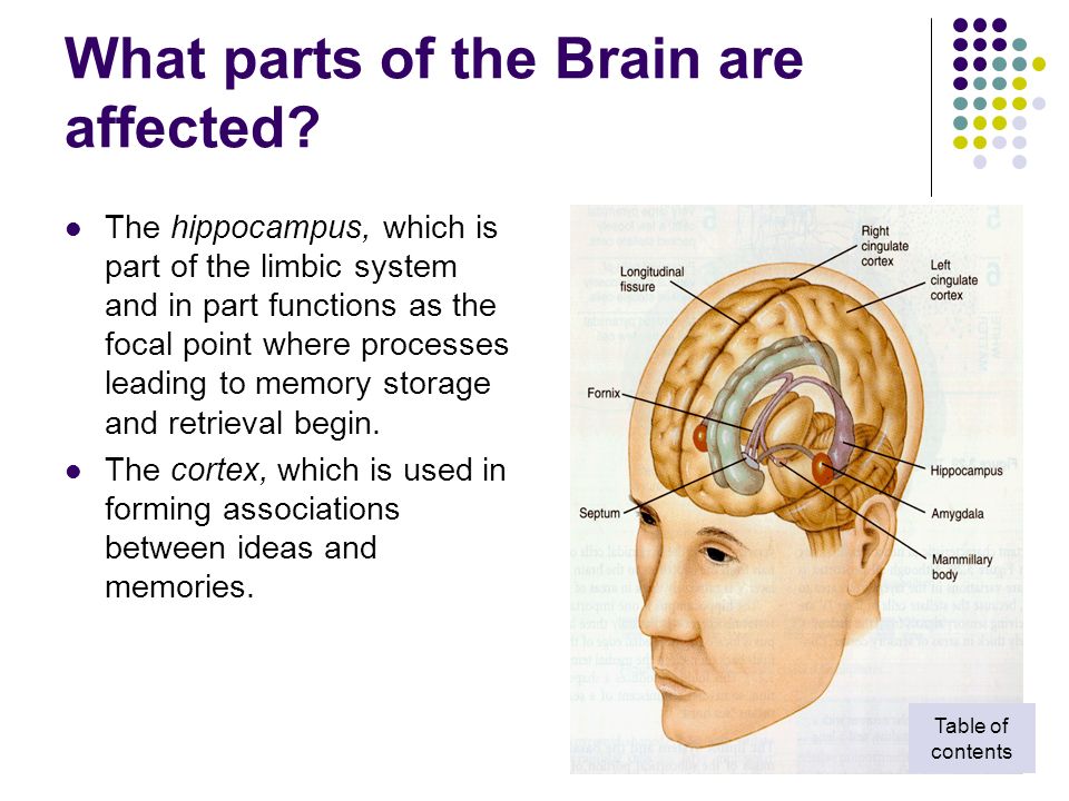 What parts of the Brain are affected.