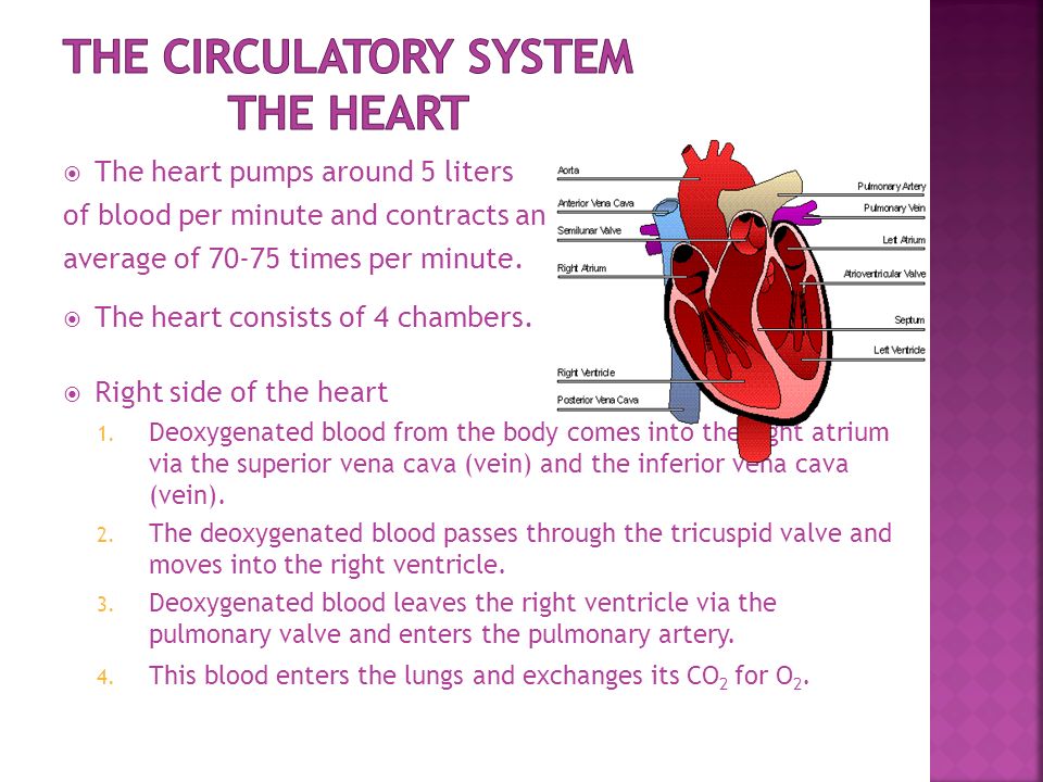 The circulatory system is made up of the heart, blood vessels, and the blood.   The circulatory system functions to transport waste products, oxygen, -  ppt download