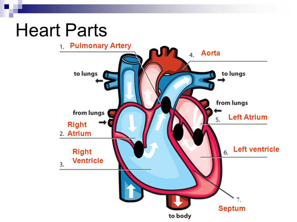 Heart Parts 7.