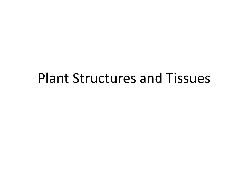 Plant Structures and Tissues
