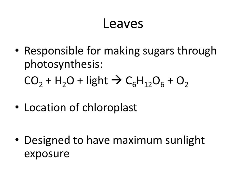 Leaves Responsible for making sugars through photosynthesis: CO 2 + H 2 O + light  C 6 H 12 O 6 + O 2 Location of chloroplast Designed to have maximum sunlight exposure