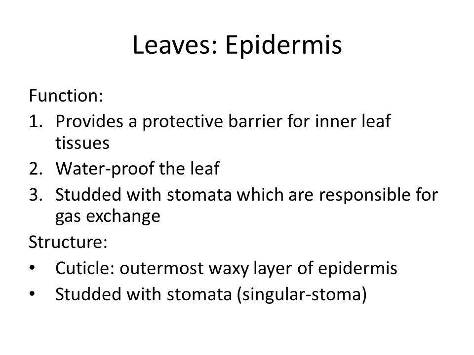 Leaves: Epidermis Function: 1.Provides a protective barrier for inner leaf tissues 2.Water-proof the leaf 3.Studded with stomata which are responsible for gas exchange Structure: Cuticle: outermost waxy layer of epidermis Studded with stomata (singular-stoma)