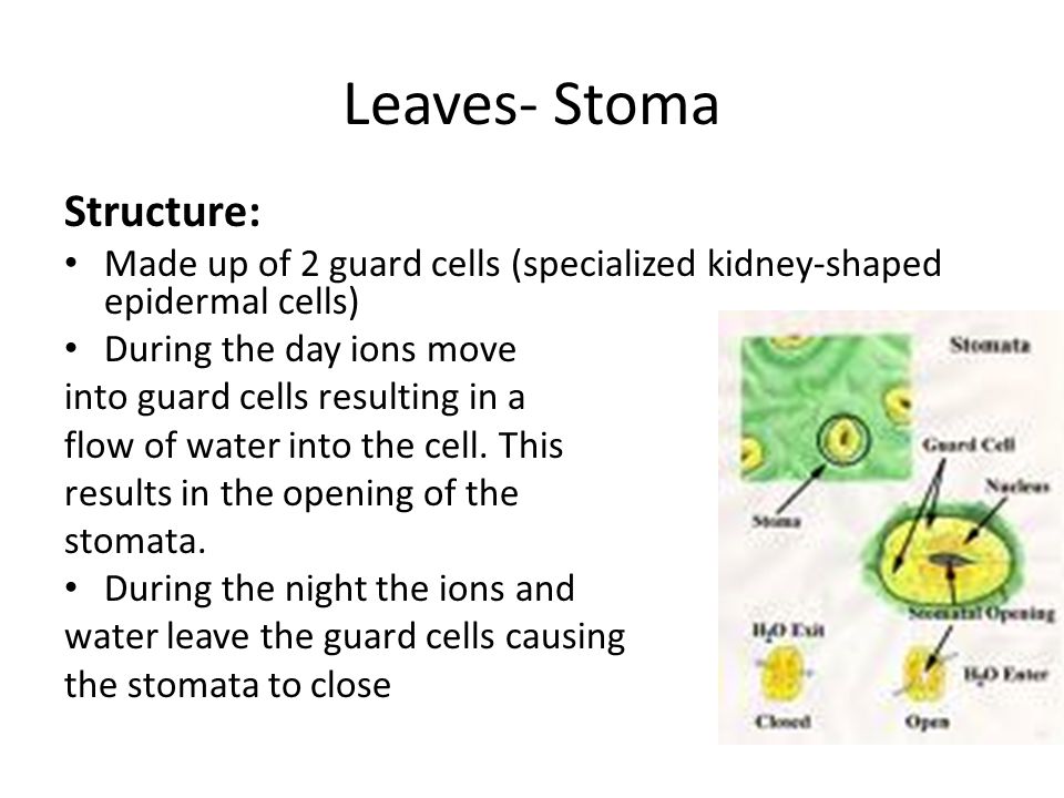 Leaves- Stoma Structure: Made up of 2 guard cells (specialized kidney-shaped epidermal cells) During the day ions move into guard cells resulting in a flow of water into the cell.