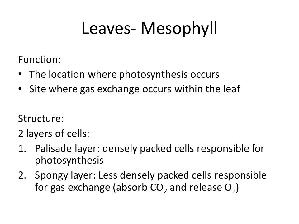 Leaves- Mesophyll Function: The location where photosynthesis occurs Site where gas exchange occurs within the leaf Structure: 2 layers of cells: 1.Palisade layer: densely packed cells responsible for photosynthesis 2.Spongy layer: Less densely packed cells responsible for gas exchange (absorb CO 2 and release O 2 )
