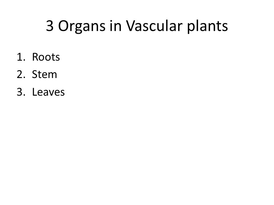 3 Organs in Vascular plants 1.Roots 2.Stem 3.Leaves