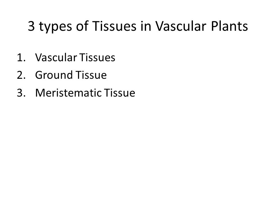 3 types of Tissues in Vascular Plants 1.Vascular Tissues 2.Ground Tissue 3.Meristematic Tissue