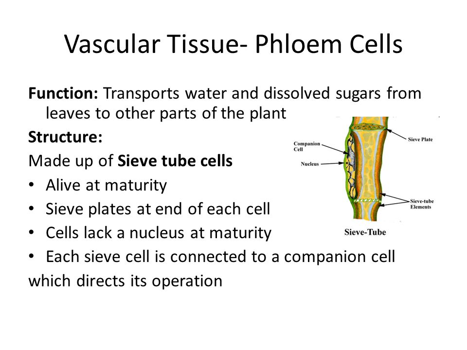 Vascular Tissue- Phloem Cells Function: Transports water and dissolved sugars from leaves to other parts of the plant Structure: Made up of Sieve tube cells Alive at maturity Sieve plates at end of each cell Cells lack a nucleus at maturity Each sieve cell is connected to a companion cell which directs its operation