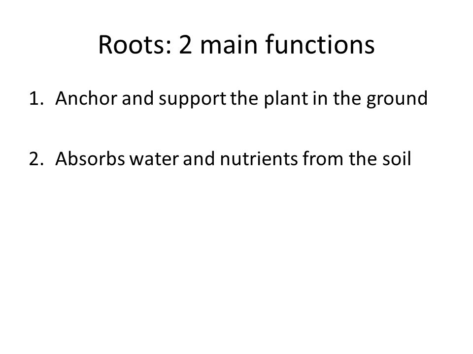 Roots: 2 main functions 1.Anchor and support the plant in the ground 2.Absorbs water and nutrients from the soil
