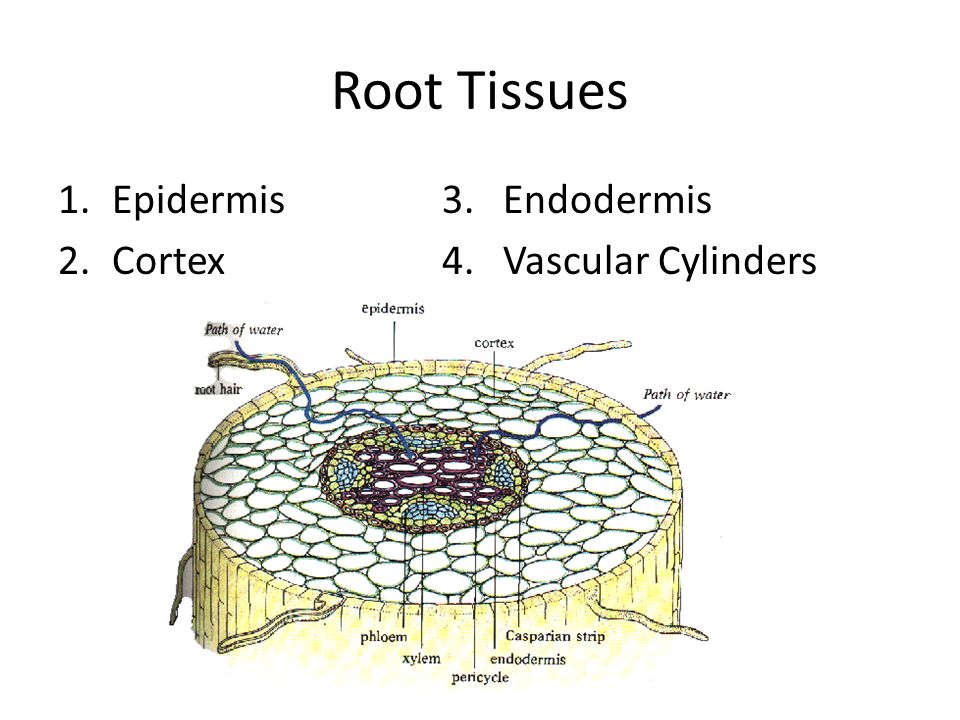 Root Tissues 1.Epidermis3. Endodermis 2.Cortex4. Vascular Cylinders
