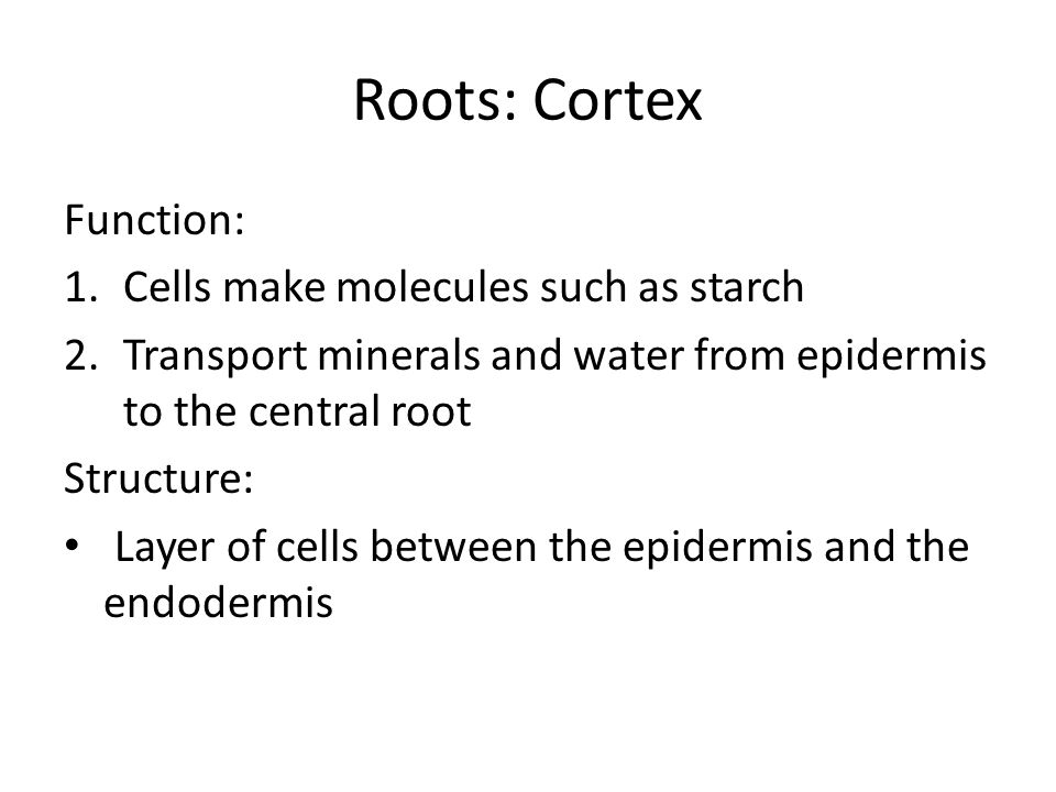 Roots: Cortex Function: 1.Cells make molecules such as starch 2.Transport minerals and water from epidermis to the central root Structure: Layer of cells between the epidermis and the endodermis