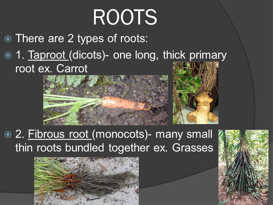 ROOTS  There are 2 types of roots:  1. Taproot (dicots)- one long, thick primary root ex.