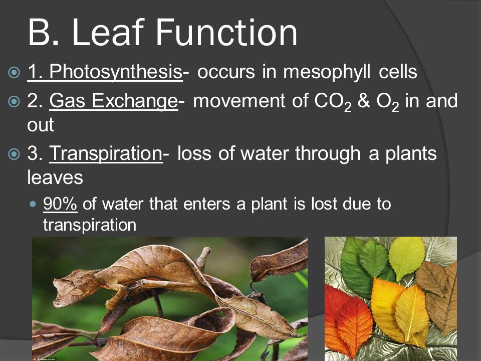 B. Leaf Function  1. Photosynthesis- occurs in mesophyll cells  2.