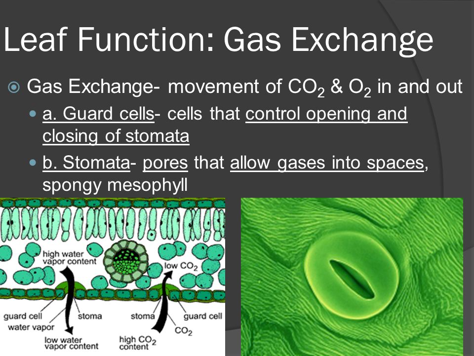 Leaf Function: Gas Exchange  Gas Exchange- movement of CO 2 & O 2 in and out a.