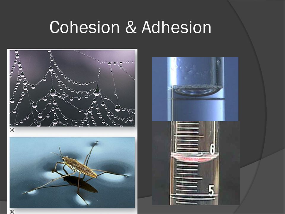 Cohesion & Adhesion