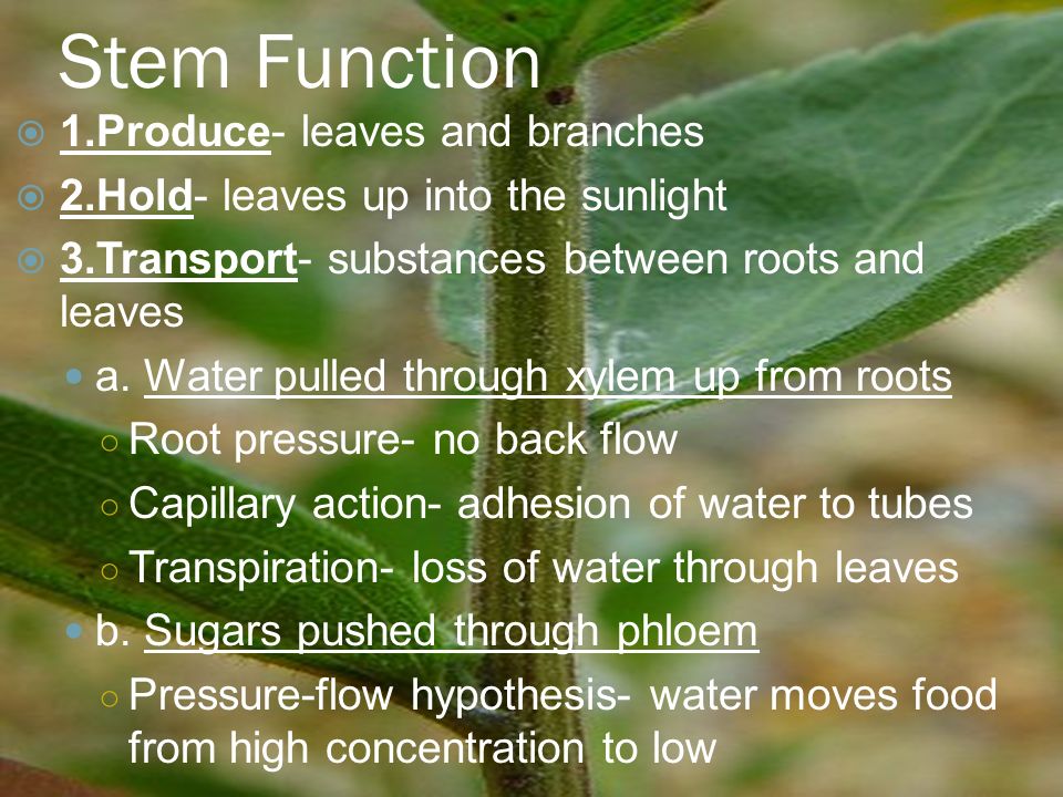 Stem Function  1.Produce- leaves and branches  2.Hold- leaves up into the sunlight  3.Transport- substances between roots and leaves a.