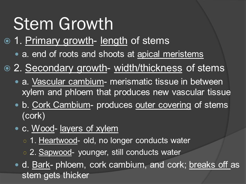 Stem Growth  1. Primary growth- length of stems a.