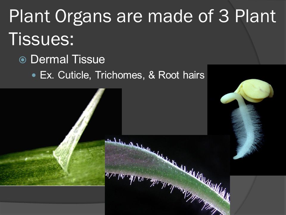 Plant Organs are made of 3 Plant Tissues:  Dermal Tissue Ex. Cuticle, Trichomes, & Root hairs