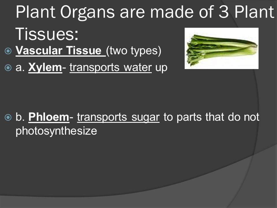 Plant Organs are made of 3 Plant Tissues:  Vascular Tissue (two types)  a.