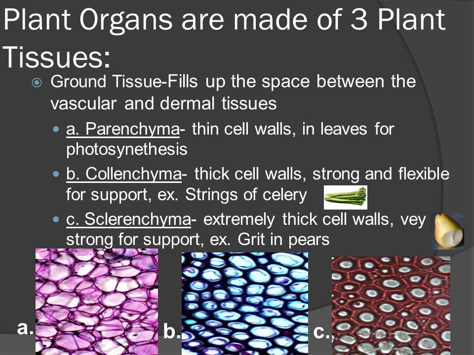 Plant Organs are made of 3 Plant Tissues:  Ground Tissue- Fills up the space between the vascular and dermal tissues a.