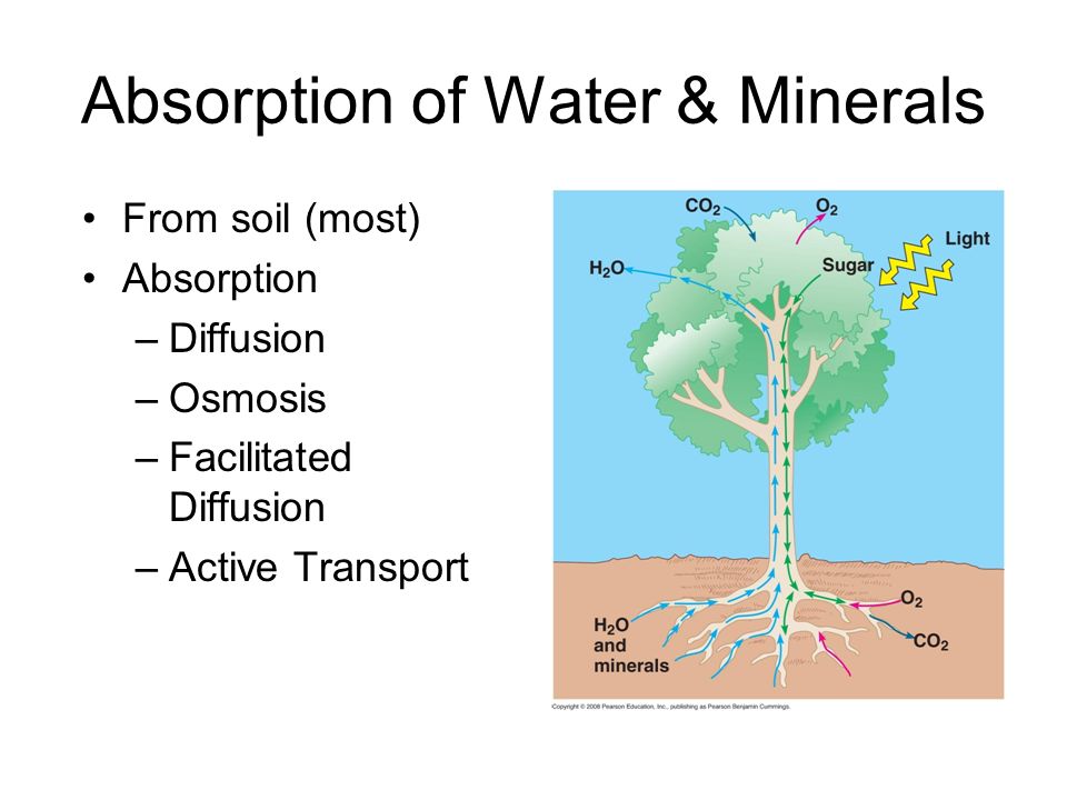 absorption of water and minerals in plants