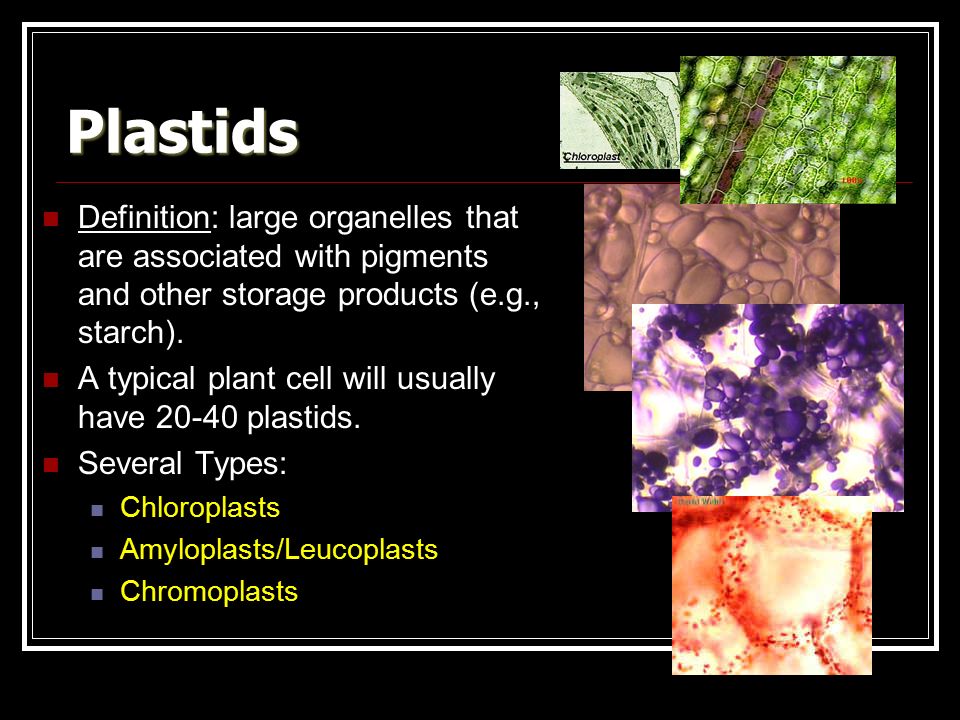 Plant Cells Tissues Plant Cells Plant Cells Have A Few Unique Organelles Vacuoles Plastids E G Chloroplasts Cell Wall Ppt Download