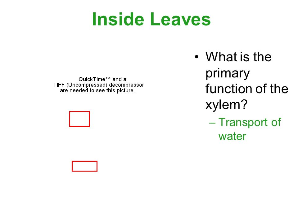 Inside Leaves What is the primary function of the xylem –Transport of water