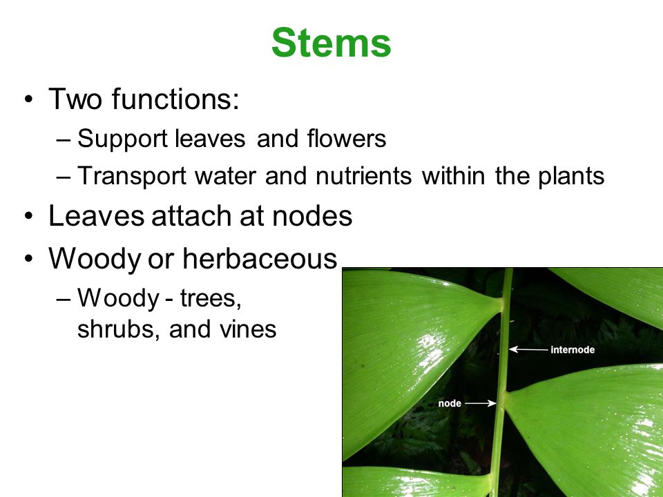 Stems Two functions: –Support leaves and flowers –Transport water and nutrients within the plants Leaves attach at nodes Woody or herbaceous –Woody - trees, shrubs, and vines