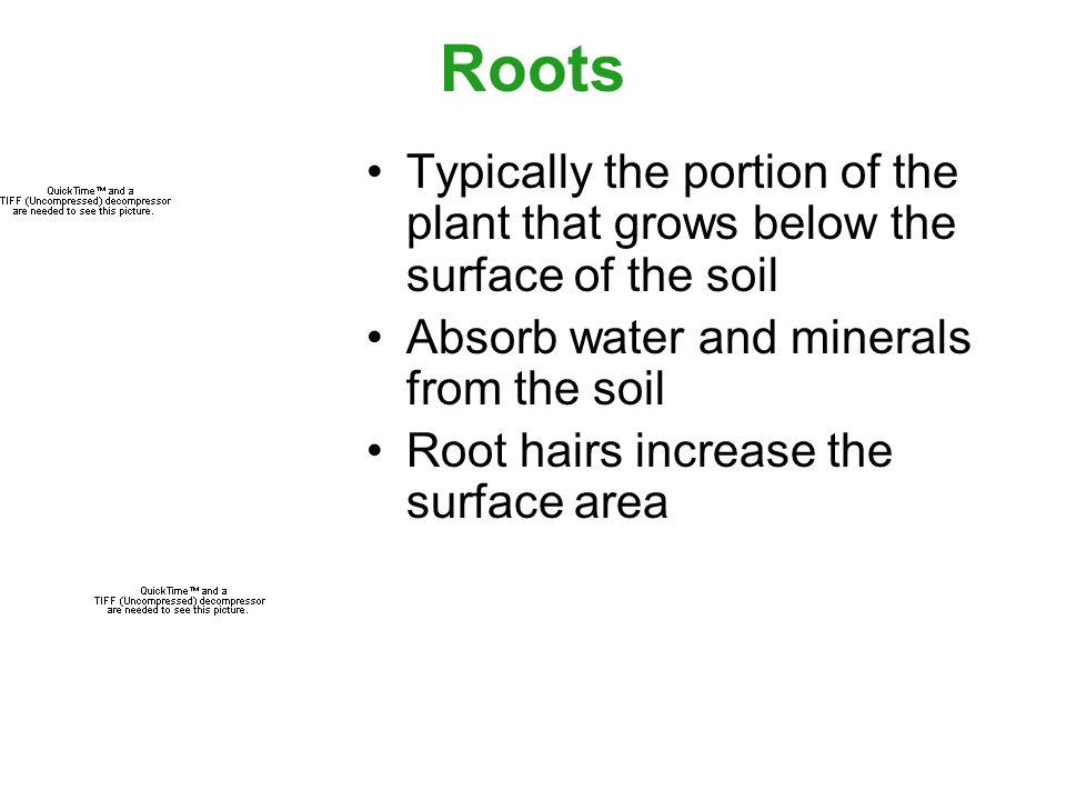 Roots Typically the portion of the plant that grows below the surface of the soil Absorb water and minerals from the soil Root hairs increase the surface area