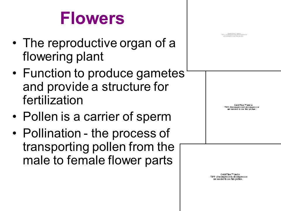 Flowers The reproductive organ of a flowering plant Function to produce gametes and provide a structure for fertilization Pollen is a carrier of sperm Pollination - the process of transporting pollen from the male to female flower parts