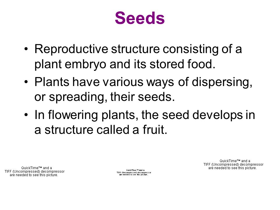 Seeds Reproductive structure consisting of a plant embryo and its stored food.