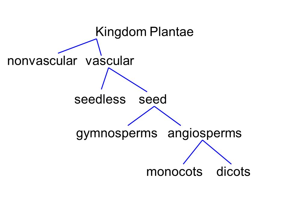Kingdom Plantae nonvascularvascular seedlessseed gymnospermsangiosperms monocotsdicots