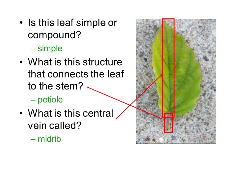 Is this leaf simple or compound. –simple What is this structure that connects the leaf to the stem.