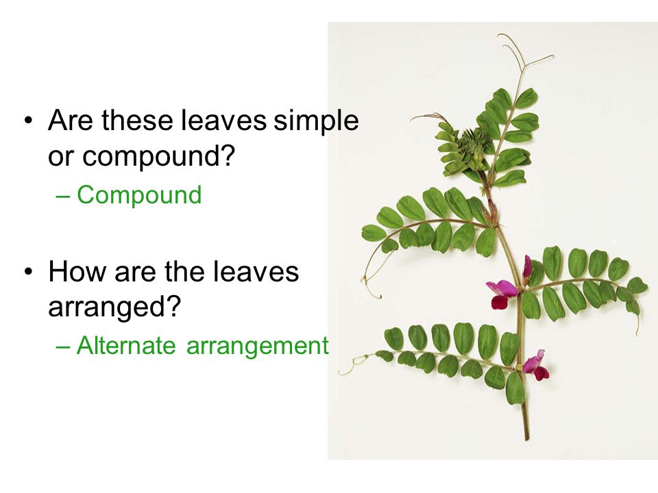 Are these leaves simple or compound –Compound How are the leaves arranged –Alternate arrangement
