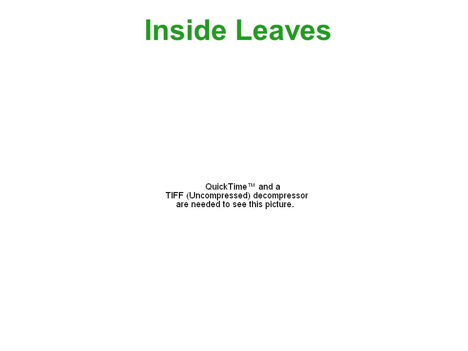 Inside Leaves