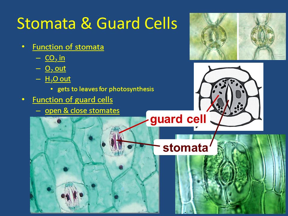 guard cells slide