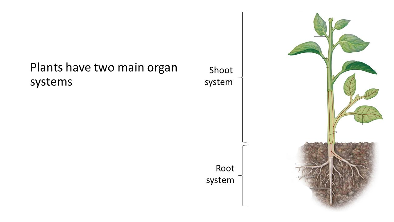 Root system of various plants Root system of various plants