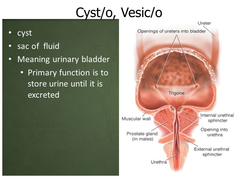 The Urinary System Chapter 9. dia- Meaning: through between apart complete.  - ppt download