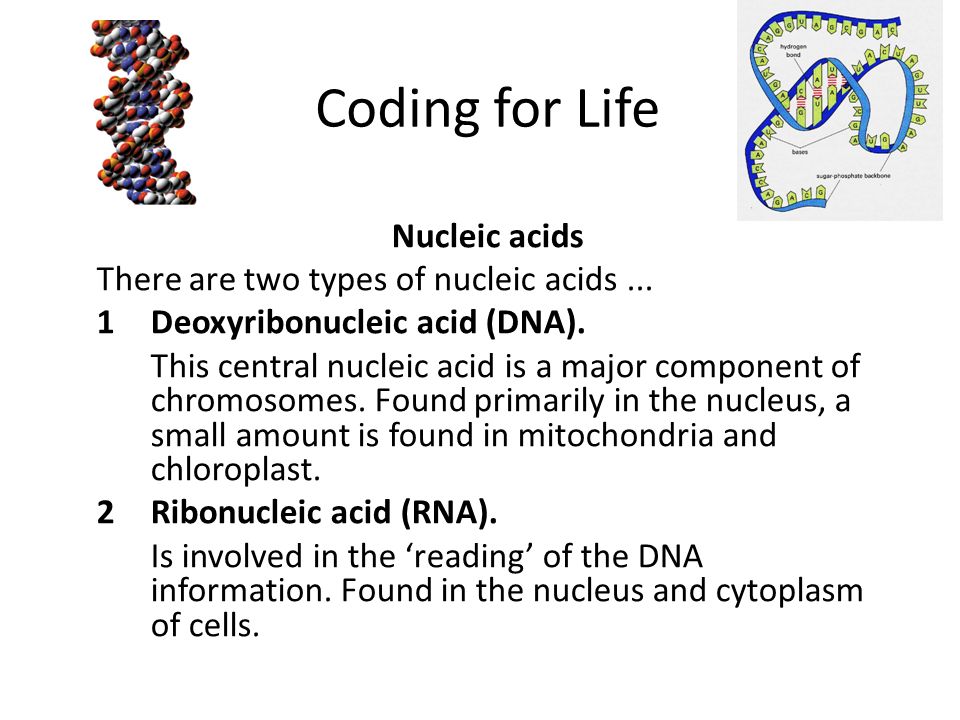 Coding for Life Introduction Nucleic acids are very special chemicals in  cells which have the information... to control cellular activities, and  concerned. - ppt download