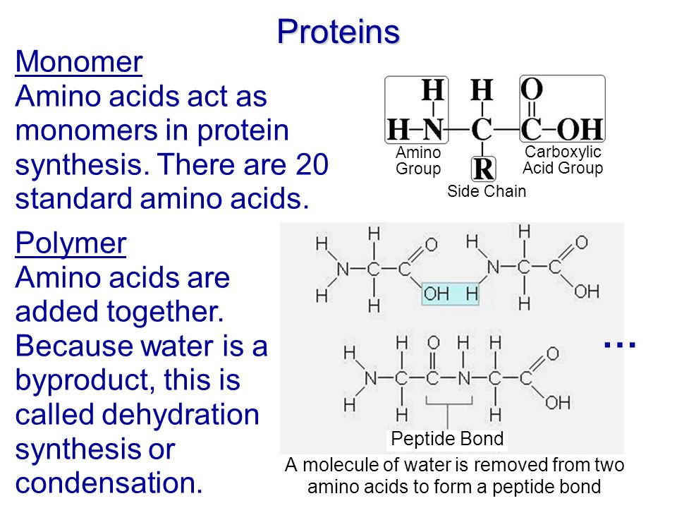 Proteins Monomer Amino acids act as monomers in protein synthesis.