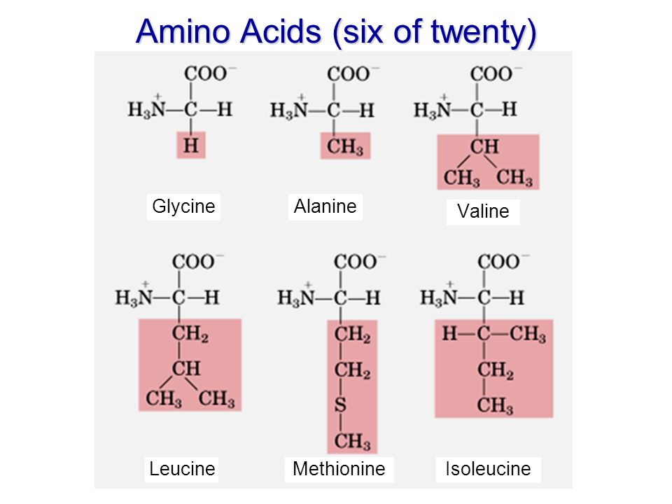 Amino Acids (six of twenty) GlycineAlanine Valine LeucineMethionineIsoleucine