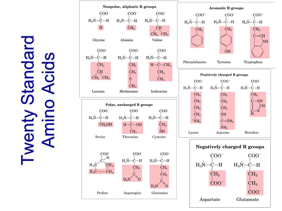 Twenty Standard Amino Acids