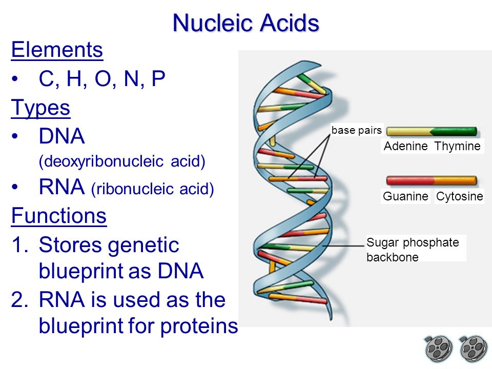 Nucleic Acids Elements C, H, O, N, P Types DNA (deoxyribonucleic acid) RNA (ribonucleic acid) Functions 1.Stores genetic blueprint as DNA 2.RNA is used as the blueprint for proteins base pairs AdenineThymine GuanineCytosine Sugar phosphate backbone