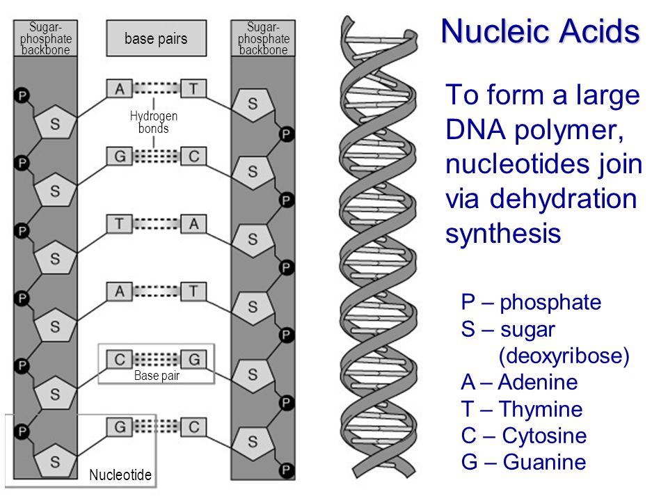 Nucleic Acids P – phosphate S – sugar (deoxyribose) A – Adenine T – Thymine C – Cytosine G – Guanine To form a large DNA polymer, nucleotides join via dehydration synthesis Nucleotide Sugar- phosphate backbone base pairs Hydrogen bonds Sugar- phosphate backbone Base pair