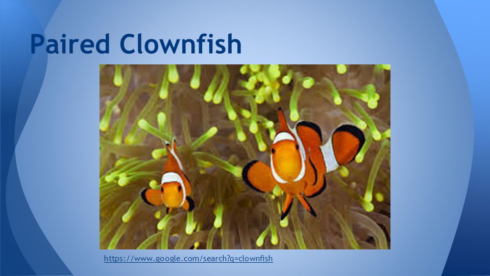Paired Clownfish   q=clownfish