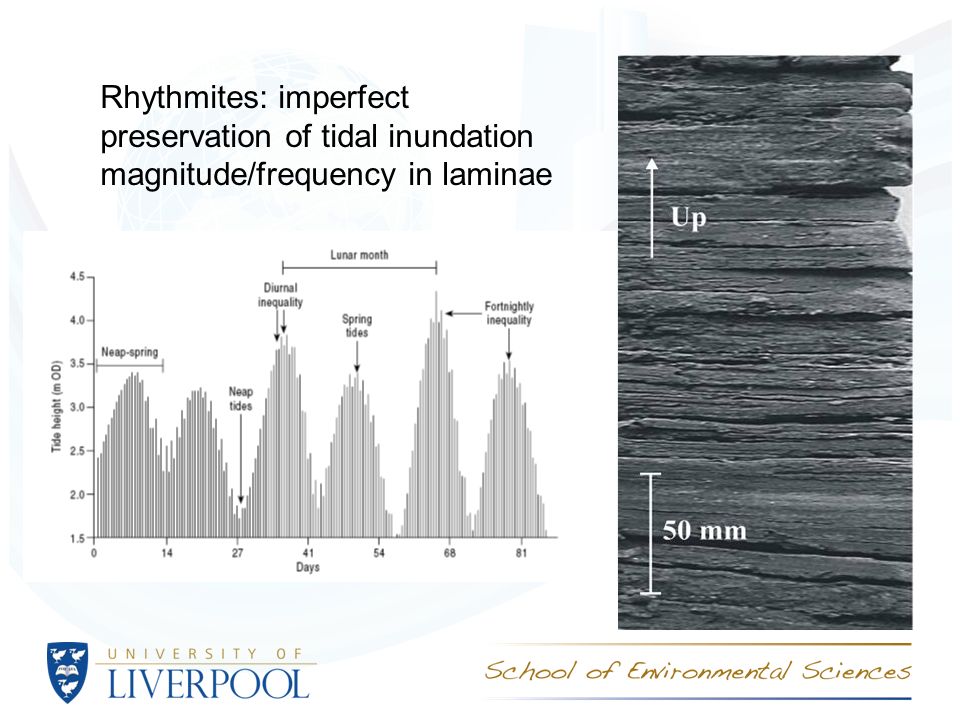 Rhythmites: imperfect preservation of tidal inundation magnitude/frequency in laminae