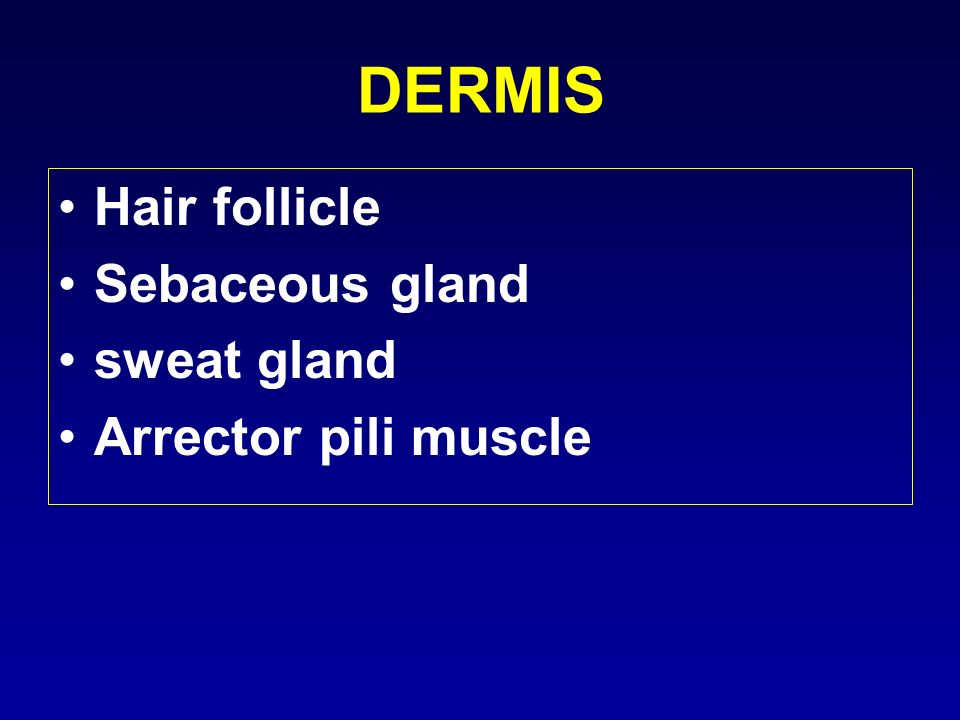 DERMIS Hair follicle Sebaceous gland sweat gland Arrector pili muscle